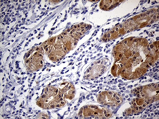 PRDX5 / Peroxiredoxin 5 Antibody (clone OTI3B6, Carrier-free)