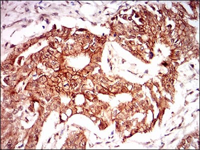 PON1 / ESA Antibody (aa20-155, clone 4G8D3)