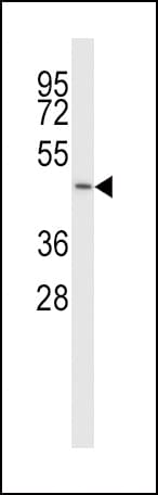 SLC38A5 Antibody (aa1-30)