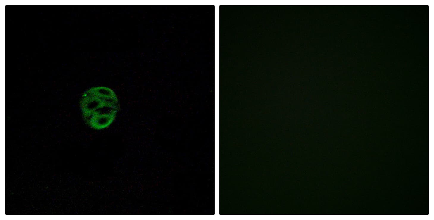 OR2AE1 Antibody (aa231-280)