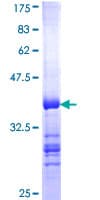 Human BIRC8 / ILP2 Protein (Recombinant GST, N-terminus)