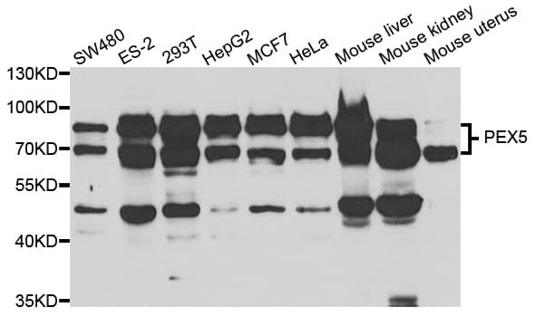 PEX5 Antibody