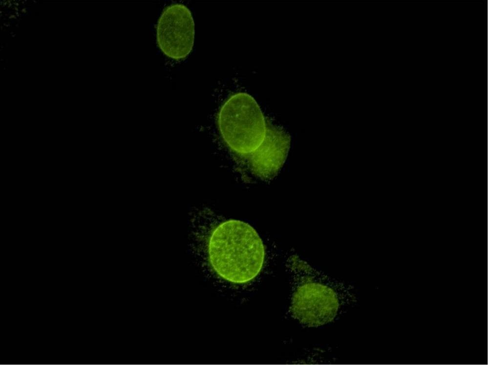 SYNE2 / Nesprin-2 Antibody