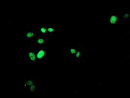 FOXI1 Antibody (clone OTI7G9)