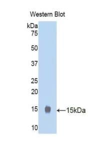 Polyclonal Rabbit anti-Mouse STAT3 Antibody (aa576-678, WB)