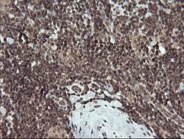 FATE1 Antibody (clone OTI1A1)