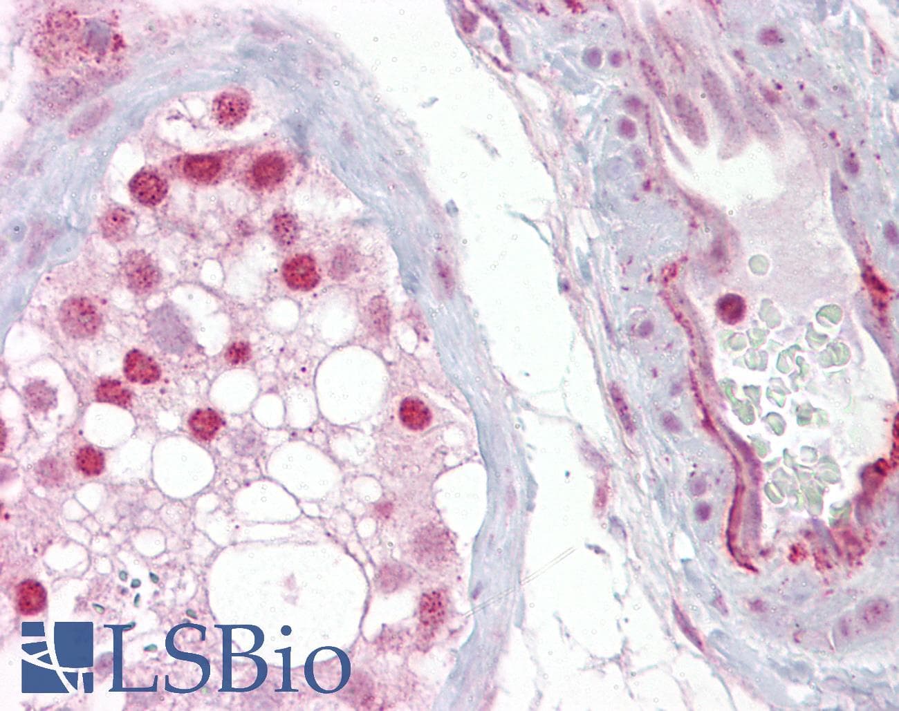 Polyclonal Rabbit anti-Human WNT2B Antibody (aa229-278, IHC, WB)