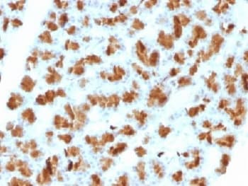 CELA3B / ELA3B Antibody (clone CELA3B/1257, Azide-free, BSA-free)