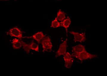 HCN2 Antibody