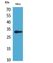 CD37 Antibody
