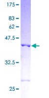 Human PDCD5 Protein (Recombinant GST)