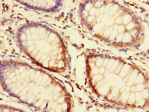FAM131A Antibody