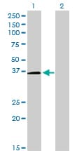POU6F1 / BRN5 Antibody (clone 6H1)