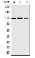 CNNM2 Antibody (Internal)