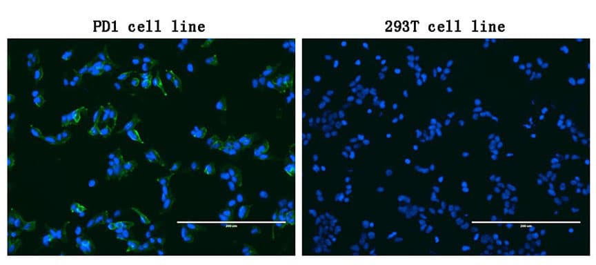 PDCD1 / CD279 / PD-1 Antibody (clone 4.00E+05, Carrier-free)