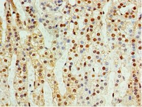 CDK10 Antibody (aa1-283)