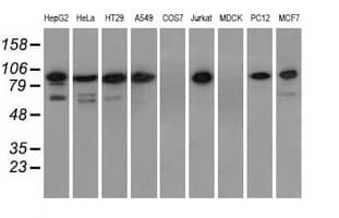 ERIC-1 / TACC3 Antibody (clone OTI1E11)