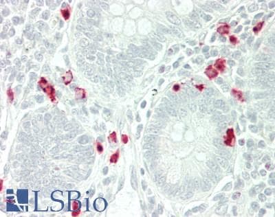 IHC-plus™ RETNLB / RELM-Beta Antibody