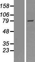SH2D4A Protein (Over-Expression Lysate Myc-DDK (Flag))