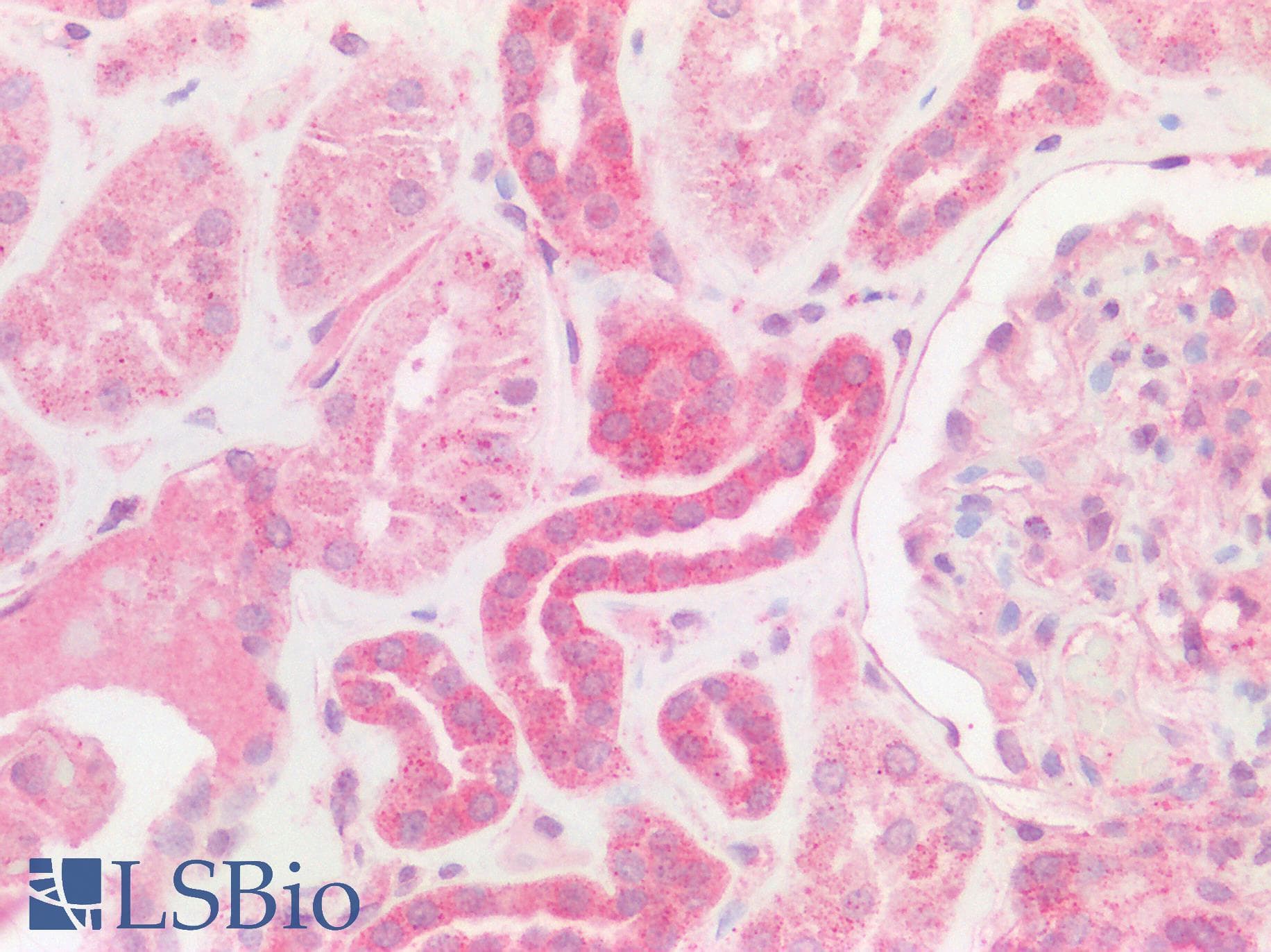 RALA / RAL Antibody (aa71-120)