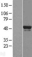 BRF2 Protein (Over-Expression Lysate Myc-DDK (Flag))