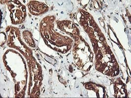 KCNAB1 Antibody (clone OTI4E7, Carrier-free)
