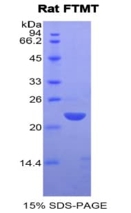 Rat FTMT / MTF Protein (Recombinant His)