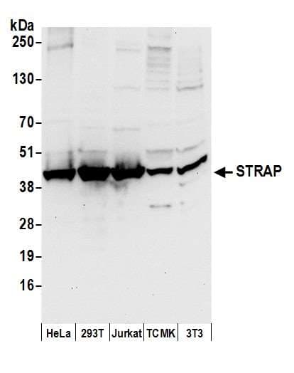 STRAP / MAWD Antibody (aa300-350)