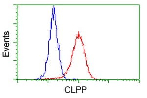 CLPP Antibody (clone OTI1D8)