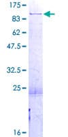 Human PABPC1 / PABP1 Protein (Recombinant GST)