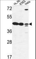 IHC-plus™ Polyclonal Rabbit anti-Human LFNG / Lunatic Fringe Antibody (aa86-114, IHC, WB)