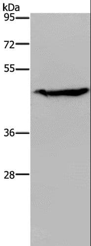 ACP6 Antibody