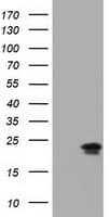 EFNA2 / Ephrin A2 Antibody (clone OTI4C3)