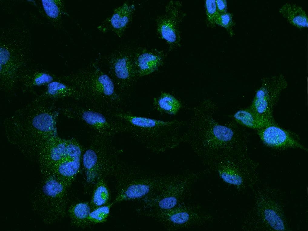 CELSR2 Antibody