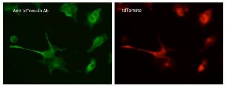 tdTomato Antibody