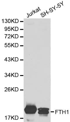 Polyclonal Rabbit anti-Human FTH1 / Ferritin Heavy Chain Antibody (IHC, WB)