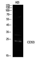 CD53 Antibody
