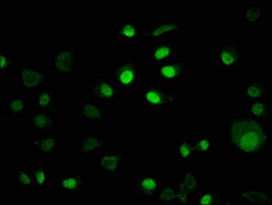 IRX4 Antibody