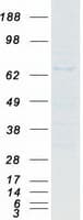 Human NR1D2 Protein (Recombinant Myc-DDK (Flag))