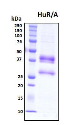 Human ELAVL1 / HUR Protein (Recombinant His, N-Terminal)