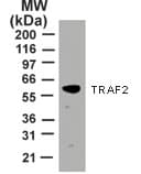 IHC-plus™ Monoclonal Mouse anti-Human TRAF2 Antibody (clone 33A1293, aa205-222, IHC, WB)