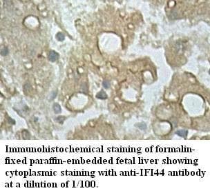 IFI44 Antibody (aa182-435)