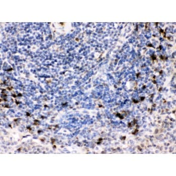 BCAR3 Antibody (aa791-825)