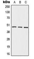 ADRB2 Antibody (C-Terminus)