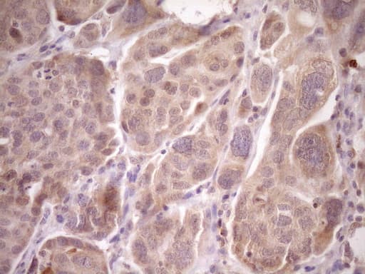 LAG3 Antibody (aa66-332, clone OTI8F6)