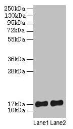 SRP19 Antibody