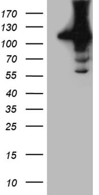 HACE1 Antibody (clone OTI10D3, Carrier-free)