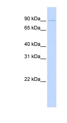 PRDM13 Antibody (N-Terminus)