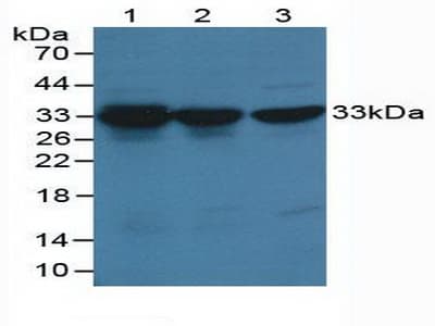 CDK2 Antibody (aa5-346, APC)