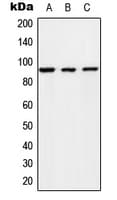 Polyclonal Rabbit anti-Human RIN1 Antibody (C-Terminus, WB)